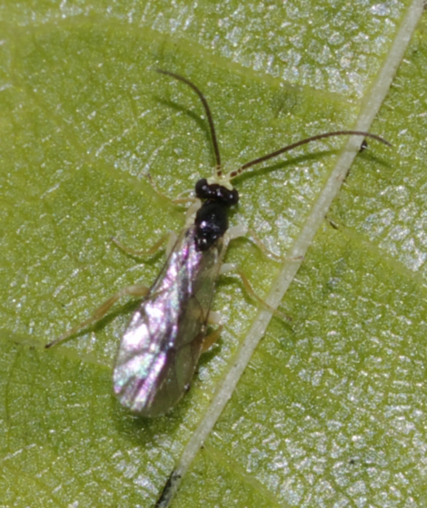 Ichneumonidae: probabilmente un maschio di Orthocentrinae